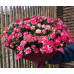 Товары для праздника Fleurs - на портале uslugiby.su